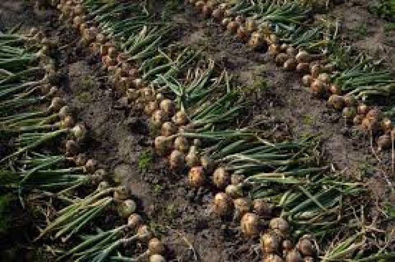 Onion Cultivation 