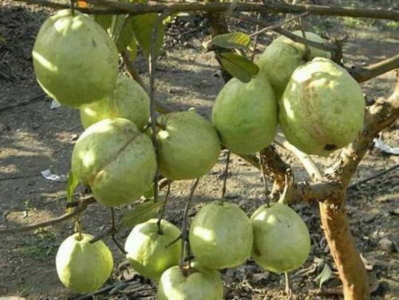 Safeda Guava Cultivation 