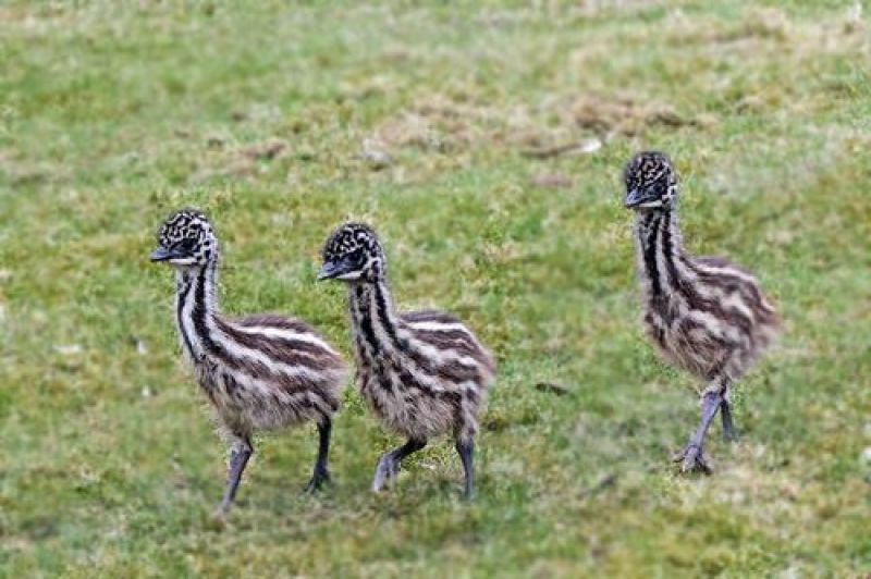 emu's child