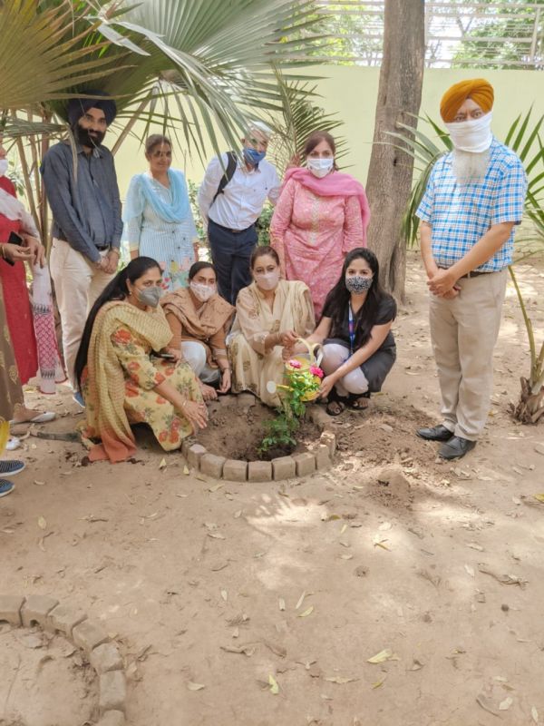 Tree plantation drive