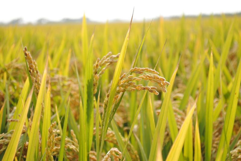 Rice Field
