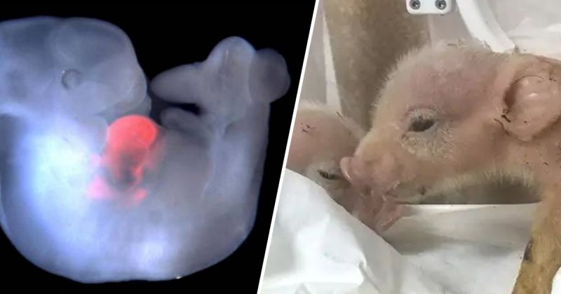 World’s first ever pig-monkey hybrids have been created by Chinese scientists