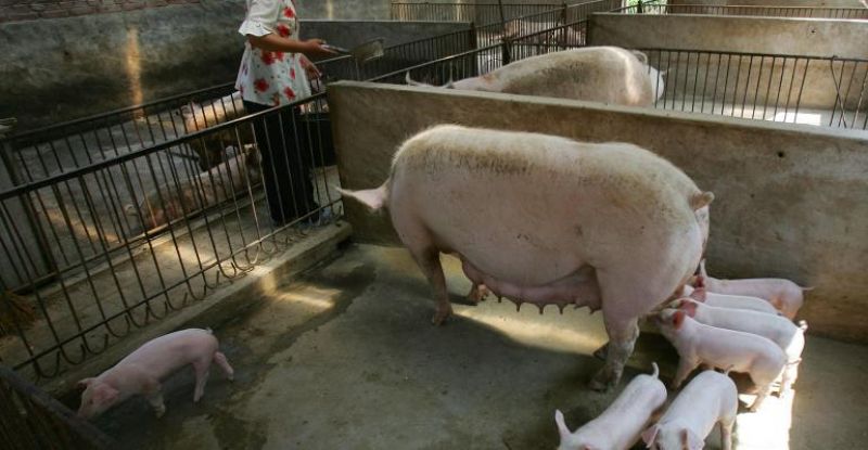 Death of pig in Gifu Pref due to swine fever virus