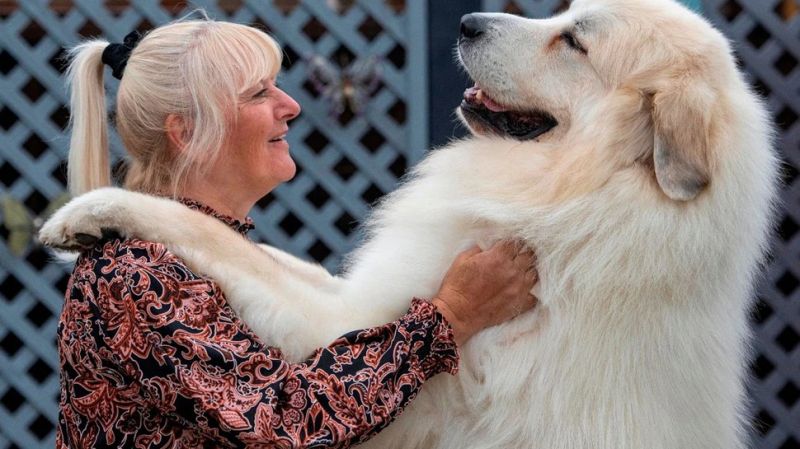 No value for hobby, 30 lakh bus kept for walking the dog