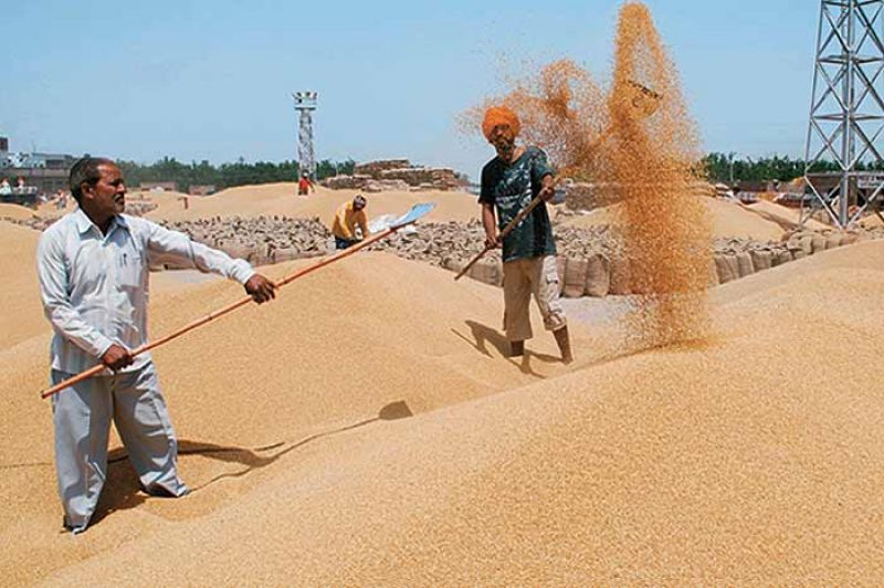 Wheat procurement-1