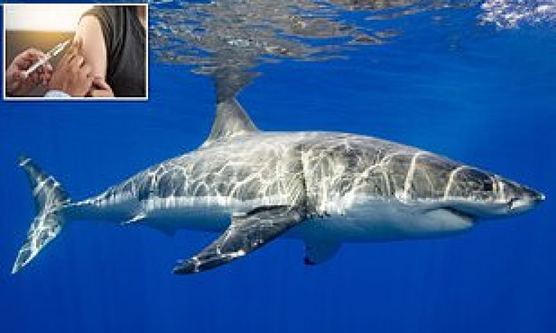  Corona Vaccine Shark