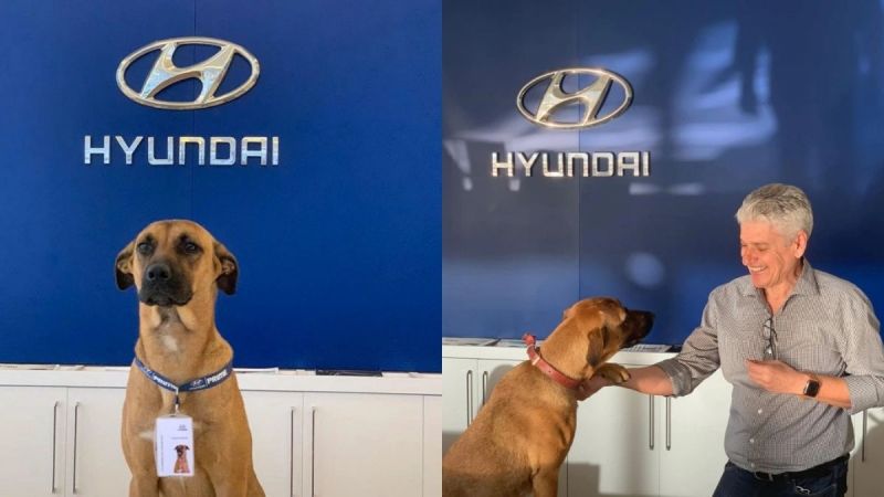 Car showroom adopts stray dog as 'sales person'