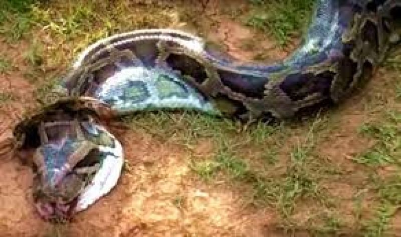 Python swallowed big cat 