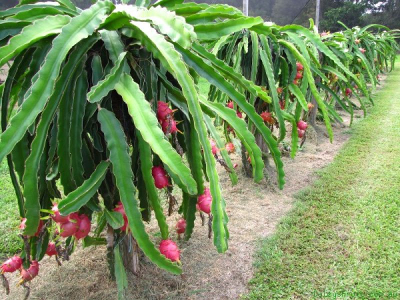 Pitaya Fruit