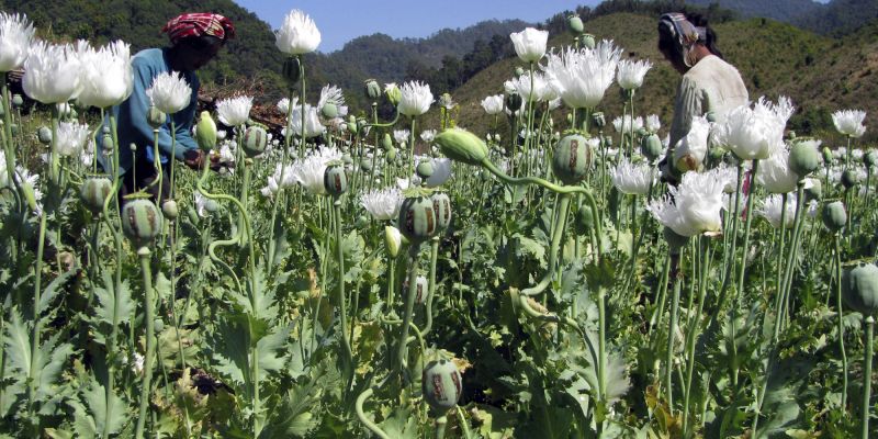 Opium Cultivation