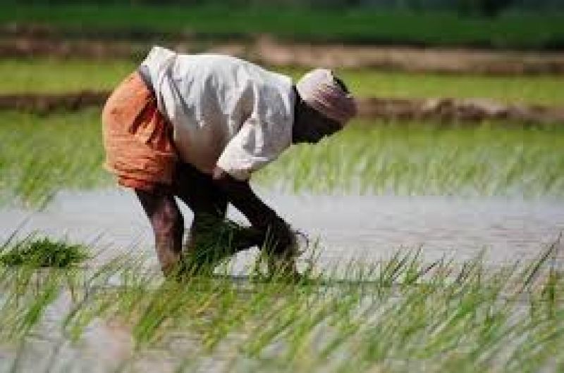 punjab paddy season start from today