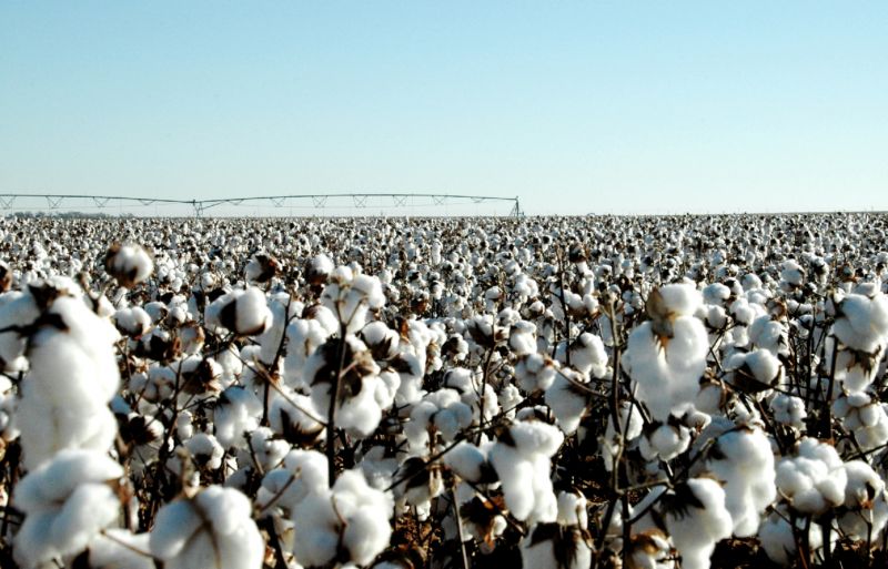 Cotton Crop