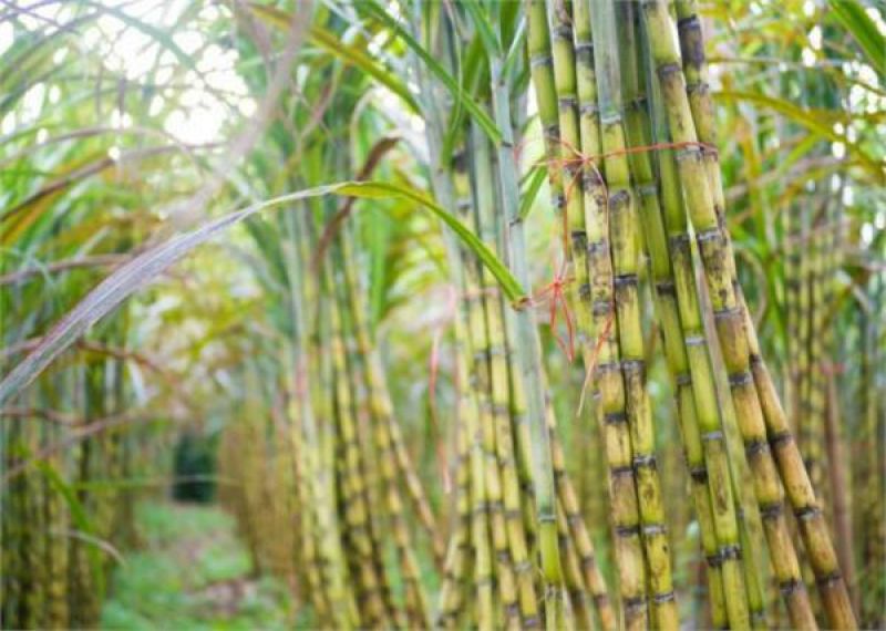 Sugarcane