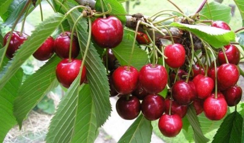 Cherries