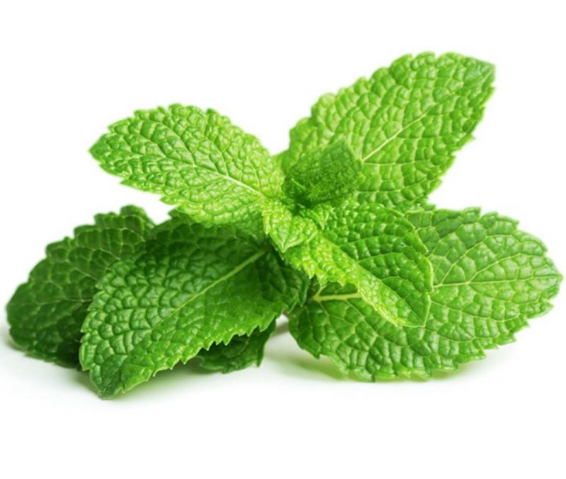 Peppermint Agriculture 