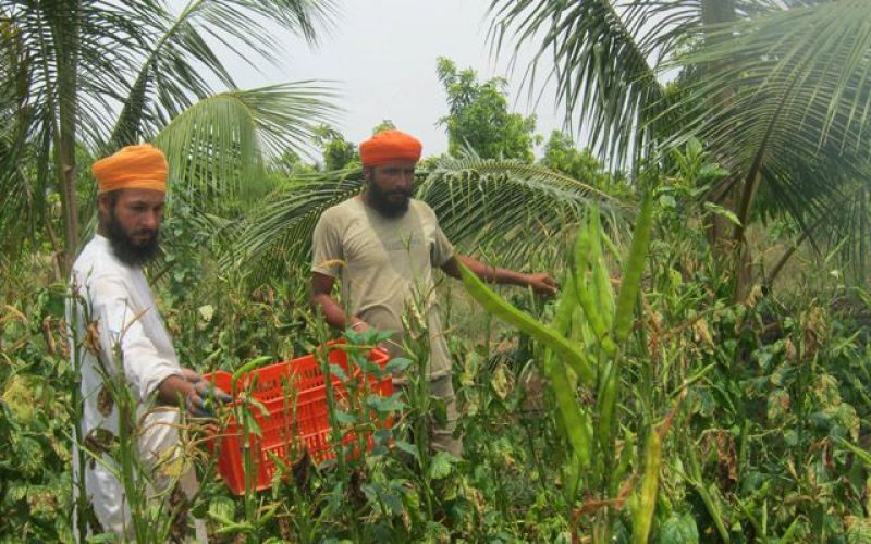 Peppermint Agriculture 
