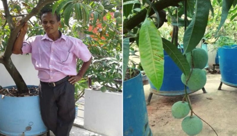 Kochi man grows 40 varieties of mangoes on his rooftop