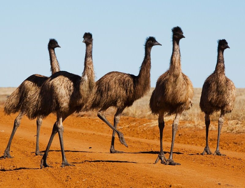 emu