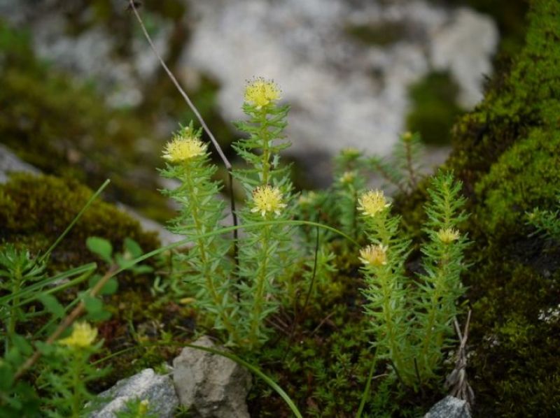Sanjeevani plant solo in Ladakh 