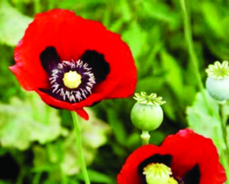 Opium poppy
