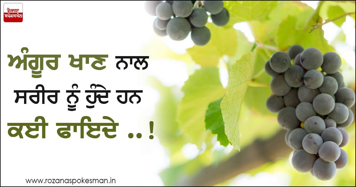 ਅੰਗੂਰ 'ਚ ਵਿਟਾਮਿਨ-ਸੀ, ਈ, ਫਾਈਬਰ ਅਤੇ ਕੈਲੋਰੀ ਭਰਪੂਰ ਮਾਤਰਾ 'ਚ ਪਾਏ ਜਾਂਦੇ ਹਨ।